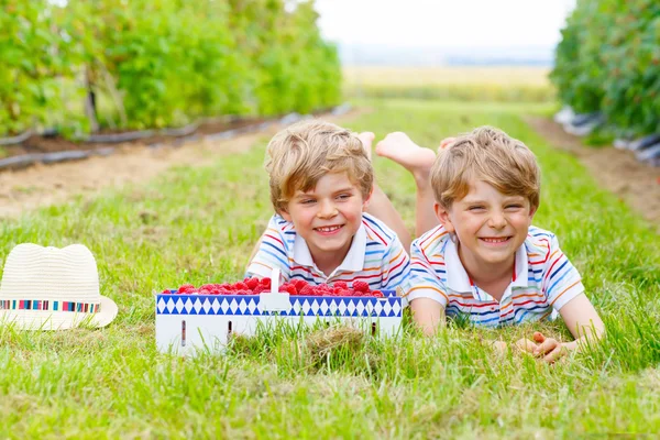 Deux petits amis, gamins s'amusent à la ferme de framboises — Photo