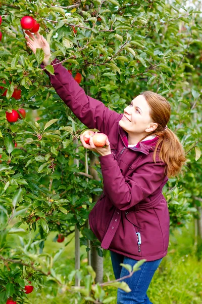 Mujer joven recogiendo manzanas rojas en la granja —  Fotos de Stock