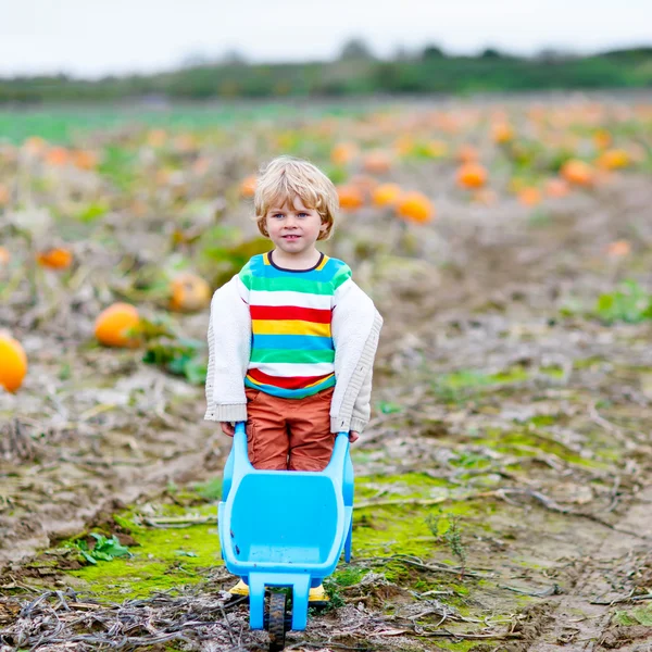 Cute blond kid boy with big pumpkins on patch — Stock Photo, Image