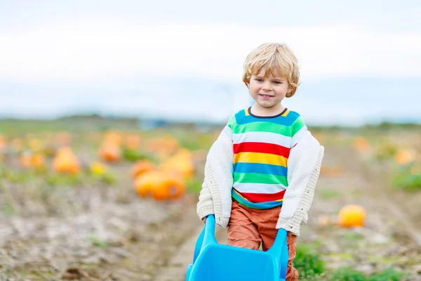 Cute blond kid boy with big pumpkins on patch — Stock Photo, Image