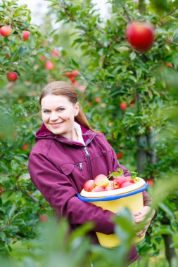 Genç kadın çiftlikte Kırmızı elma toplama