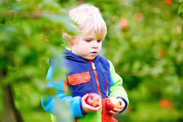 Μικρό αγόρι toddler μαζεύοντας κόκκινα μήλα σε αγρόκτημα — Φωτογραφία Αρχείου