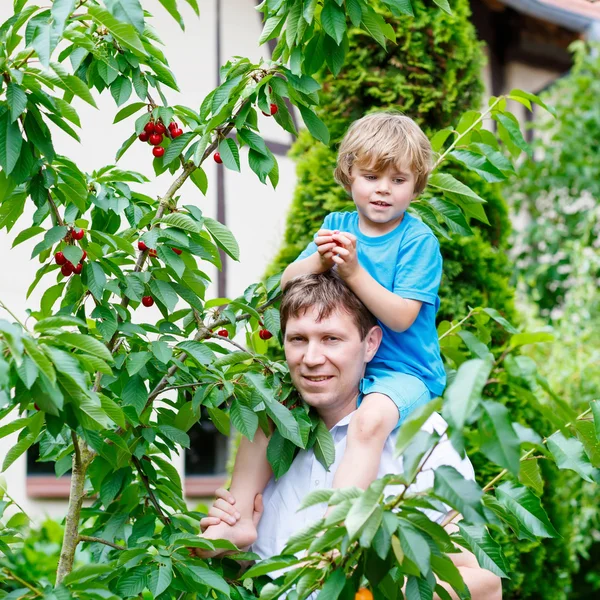 Menino e pai pegando cerejas no jardim — Fotografia de Stock