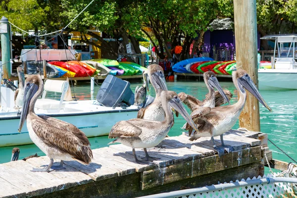 Grandes pelícanos marrones en Islamorada, Florida Keys —  Fotos de Stock