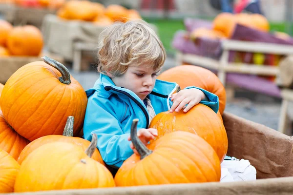 Jongen-jongetje op pompoen boerderij vieren thanksgiving — Stockfoto