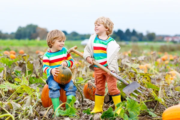 Two little kids boys with big pumpkins on patch — Stock Photo, Image