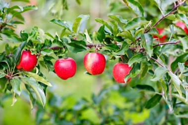 Organik meyve bahçesi ağacında üzerinde kırmızı olgun elma.