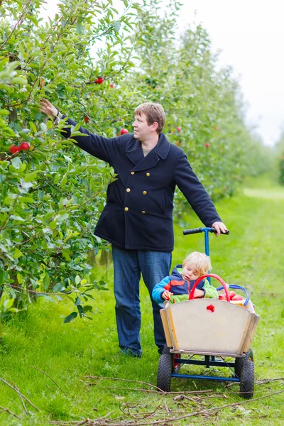 Junger Vater und kleiner Junge pflücken Äpfel — Stockfoto