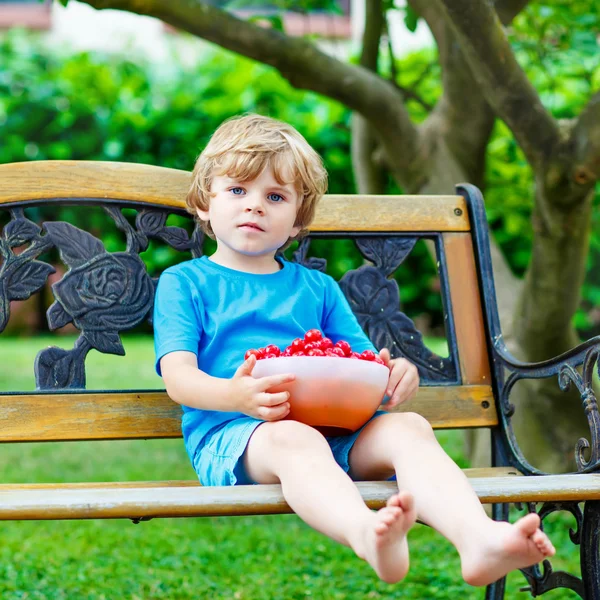 Little kid boy picking cherries in garden, outdoors. — Stock Photo, Image