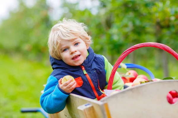 Lilla barn pojke plockar röda äpplen på gården — Stockfoto