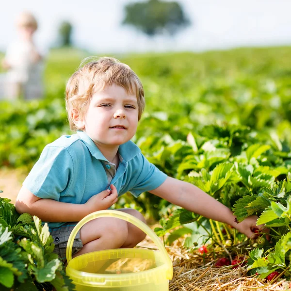 Liten unge pojke plocka jordgubbar på gården, utomhus. — Stockfoto