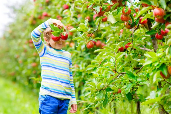 Liten pojke plockar röda äpplen på gården höst — Stockfoto