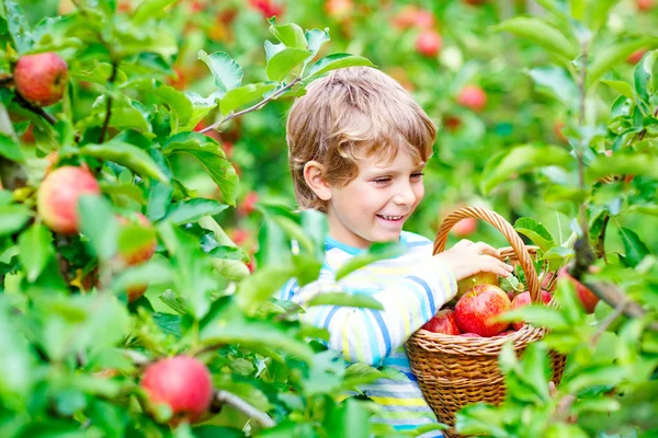 Menino menino pegando maçãs vermelhas na fazenda outono — Fotografia de Stock