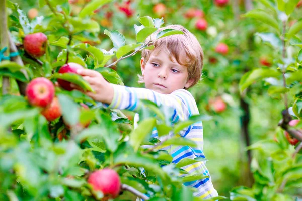 Liten pojke plockar röda äpplen på gården höst — Stockfoto