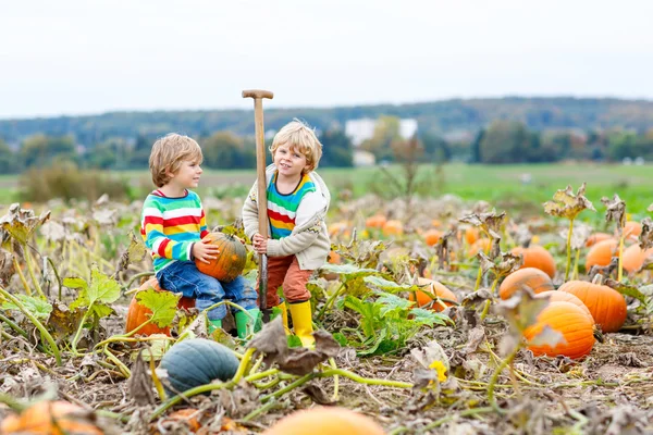 Two little kids boys with big pumpkins on patch — Stock Photo, Image