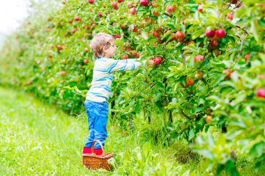 Küçük çocuk sonbaharda çiftlikte kırmızı elma topluyor.