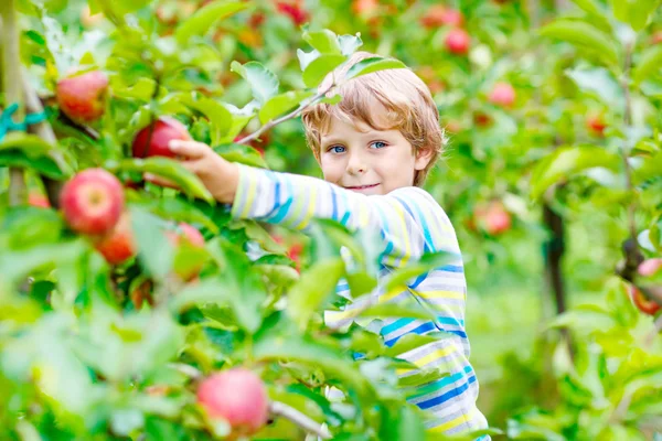 秋の農場で赤いリンゴを摘む小さな男の子 — ストック写真