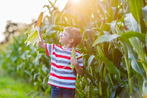 Kid boy with sweet corn on field outdoors — Stock Photo, Image
