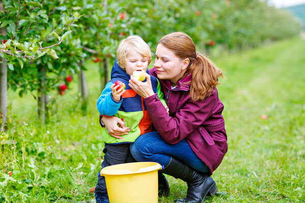молодая мать и маленький мальчик собирает яблоки
