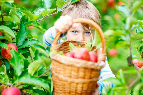 Malý chlapec sbírá červená jablka na farmě podzim — Stock fotografie