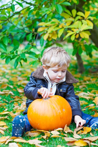 Little toddler kid boy with big pumpkin in garden — Stock Photo, Image