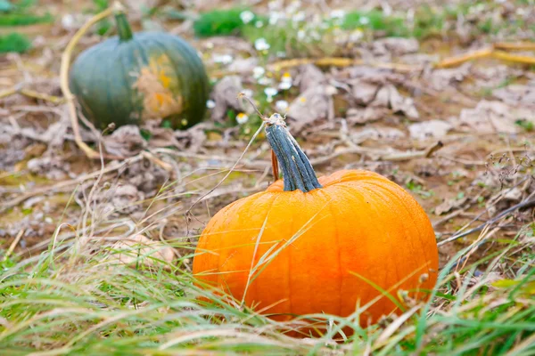 Pompoenveld met verschillende soorten pompoenen — Stockfoto