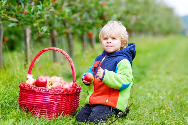 Lilla barn pojke plockar röda äpplen på gården — Stockfoto