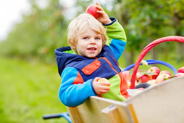 Petit garçon tout-petit cueillant des pommes rouges à la ferme — Photo
