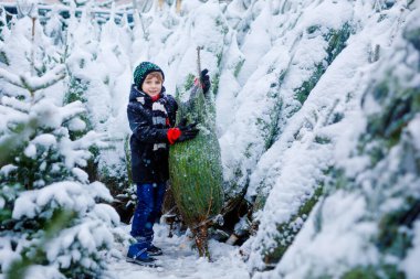 Gülen çocuk elinde Noel ağacı tutuyor. Kışın giyinmiş mutlu çocuk, karlı kış gününde kostüm dükkanında Noel ağacı seçiyor ve satın alıyor. Aile, gelenek, kutlama.