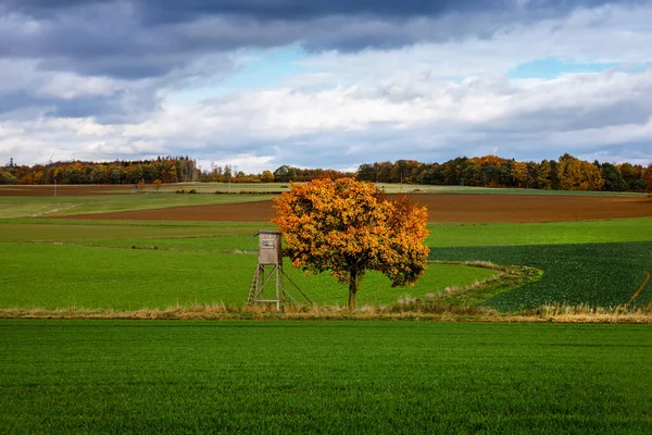 Bela paisagem outonal. Colinas, florestas e prados no outono dia nublado. Com árvore solitária com folhagem amarela, queda de campo. — Fotografia de Stock