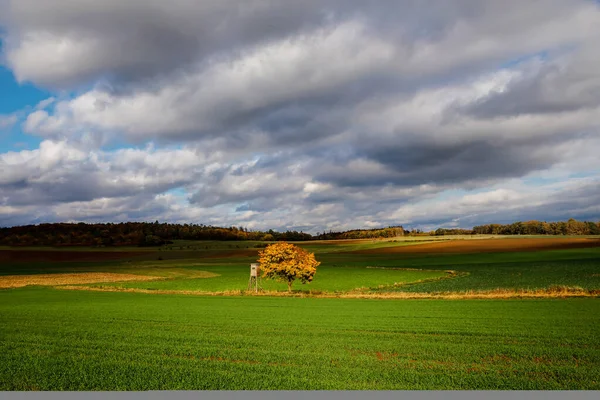 Bela paisagem outonal. Colinas, florestas e prados no outono dia nublado. Com árvore solitária com folhagem amarela, queda de campo. — Fotografia de Stock