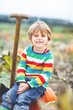 Cadılar Bayramı balkabağı tarlasında balkabağı toplayan sevimli küçük çocuk..