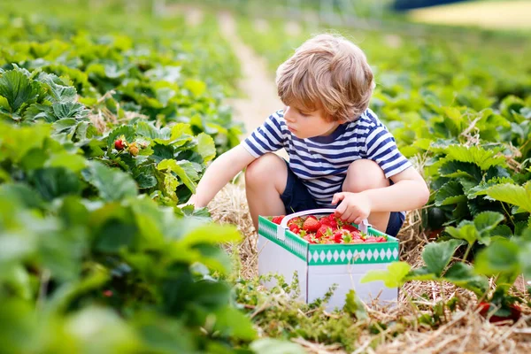 Petit garçon cueillette des fraises sur la ferme biologique, à l'extérieur. — Photo