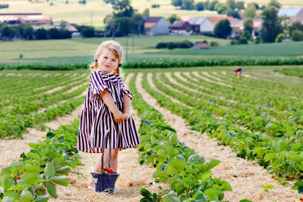 Šťastné malé batolátko, které v létě sbírá a jí jahody na organické bobulové farmě, za teplého slunečného dne. Dítě se baví pomáháním. Dítě na jahodovém poli, zralé červené bobule. — Stock fotografie