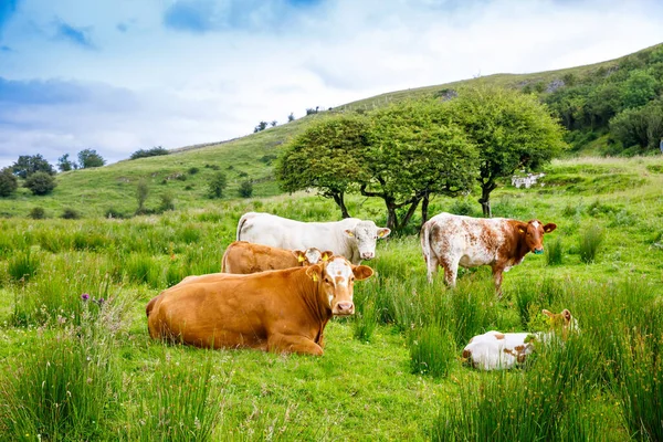 Ireland landscape. Magical Irish hills. Green island with sheep and cows on cloudy foggy day. Northern Ireland, County Donegal