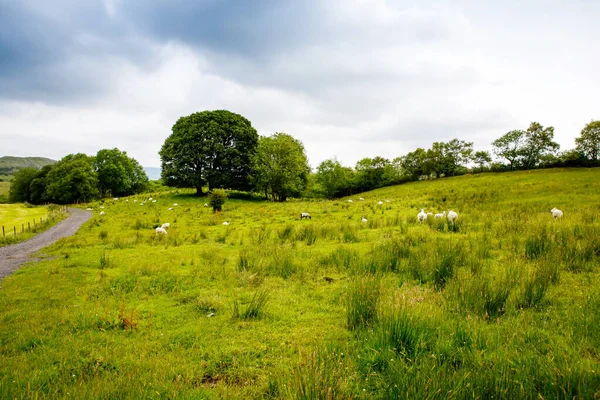爱尔兰风景。神奇的爱尔兰山丘在多云的大雾天气里,绿岛上有绵羊和奶牛.北爱尔兰Donegal县 — 图库照片