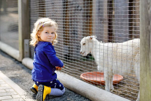 Gadis balita manis yang manis memberi makan kambing kecil dan merambat di peternakan anak-anak. Bayi hewan peliharaan yang cantik di kebun binatang. Bersemangat dan bahagia gadis pada akhir pekan keluarga. — Stok Foto