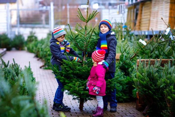 Tres hermanos pequeños: niña y dos niños sosteniendo el árbol de Navidad en el mercado. Niños felices en ropa de invierno elegir y comprar árbol en la tienda al aire libre. Familia, tradición, celebración —  Fotos de Stock