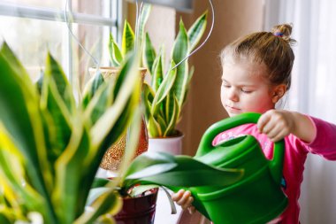 Evde çiçek ve çiçek sulayan küçük bir kız. Tatlı çocuk yardımı, ev hayatı. Su tenekesi tutan mutlu sağlıklı çocuk, çalışıyor ve yardım alıyor. Yeşillik, çevre kavramı.