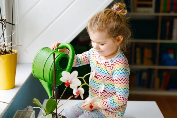 Little toddler girl watering flowers and orchid plants on window at home. Cute child helping, domestic life. Happy healthy kid holding water can, leaning help. Greenery, environment concept. — Stock Photo, Image