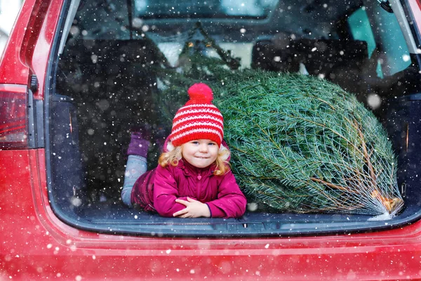 Schattig klein peutermeisje met kerstboom in de gezinsauto. Gelukkig gezond baby kind in de winter mode kleding kiezen en kopen grote kerstboom voor traditionele viering. — Stockfoto