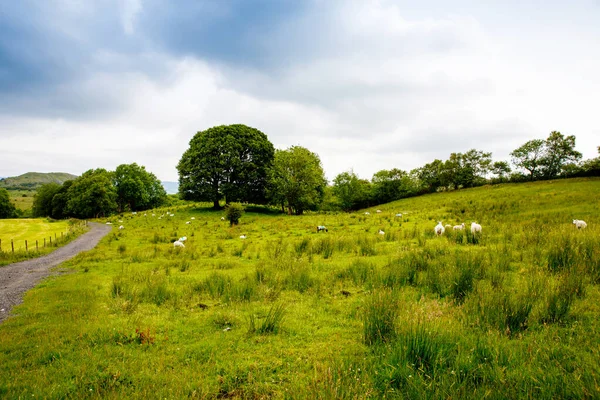 Irlanda paisagem. Colinas irlandesas mágicas. Ilha verde com ovelhas e vacas no dia nebuloso nublado. Irlanda do Norte, Condado de Donegal — Fotografia de Stock