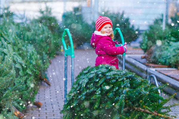 Adorable little toddler girl with Christmas tree on shopping cart or trolley on market. Happy healthy baby child in winter fashion clothes choosing and buying big Xmas tree in outdoor shop. — Stock Photo, Image