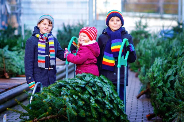 Tres hermanos pequeños niña y dos niños niños sosteniendo el árbol de Navidad en el mercado. Niños felices en ropa de invierno elegir y comprar árbol en la tienda al aire libre. Familia, tradición, celebración —  Fotos de Stock