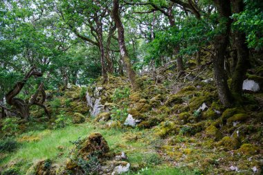 Glenveagh Ulusal Parkı, Donegal, Kuzey İrlanda. Yeşil yosun ormanı, gölü, parkı ve şelalesi olan güzel, engebeli bir arazi. Ülkenin ikinci büyük parkı. İrlanda dilinde Gleann Bheatha