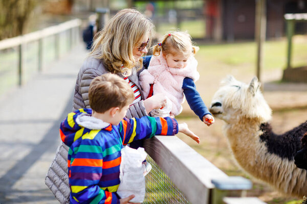 Cute toddler girl, little school kid boy and young mother feeding lama and alpaca on a kids farm. Two children petting animals in the zoo. Woman with son, daughter together on family weekend vacations