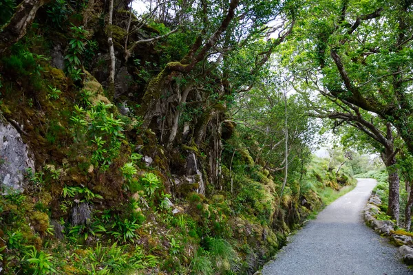 Glenveagh National Park, Donegal en Irlanda del Norte. Hermoso paisaje áspero con bosque de musgo verde, lago, parque y cascada, segundo parque más grande del país. Gleann Bheatha en lengua irlandesa — Foto de Stock