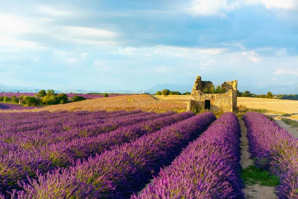 Αγροτεμάχια λεβάντας κοντά στο οροπέδιο Valensole στην Προβηγκία, Γαλλία. Εκπληκτική θέα με ένα όμορφο πεδίο λεβάντας στο ηλιοβασίλεμα. — Φωτογραφία Αρχείου