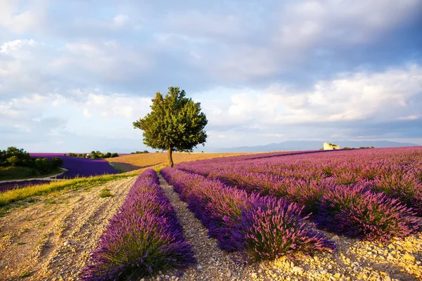 Lavanda campos perto de planalto Valensole em Provence, França. Vista deslumbrante com um belo campo de lavanda ao pôr do sol. — Fotografia de Stock