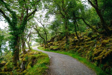 Glenveagh Ulusal Parkı, Donegal, Kuzey İrlanda. Yeşil yosun ormanı, gölü, parkı ve şelalesi olan güzel, engebeli bir arazi. Ülkenin ikinci büyük parkı. İrlanda dilinde Gleann Bheatha